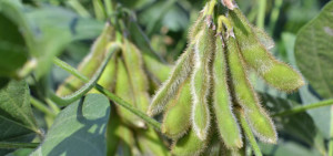 Arkansas soybeans